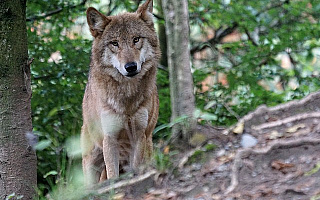 W lasach Warmii i Mazur żyje 114 wilków i 7 rysi